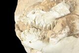 Unprepped Oreodont (Leptauchenia) Skull - South Dakota #192517-5